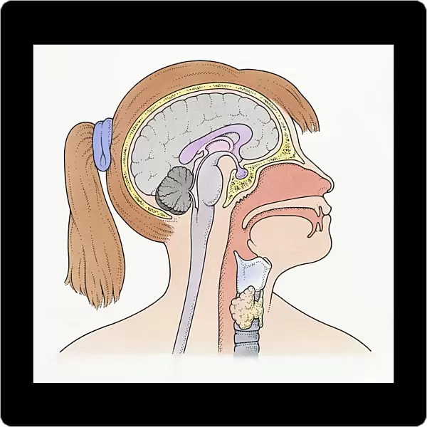 Illustration showing connection of thyroid gland and pituitary gland to brain of pre-adolescent girl