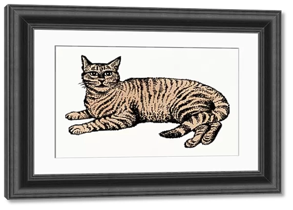 Illustration of tabby cat