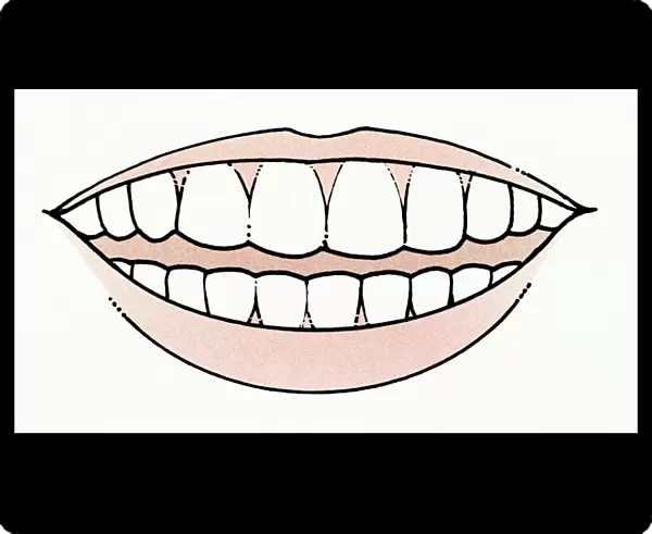 Illustration of mouth showing healthy set of teeth