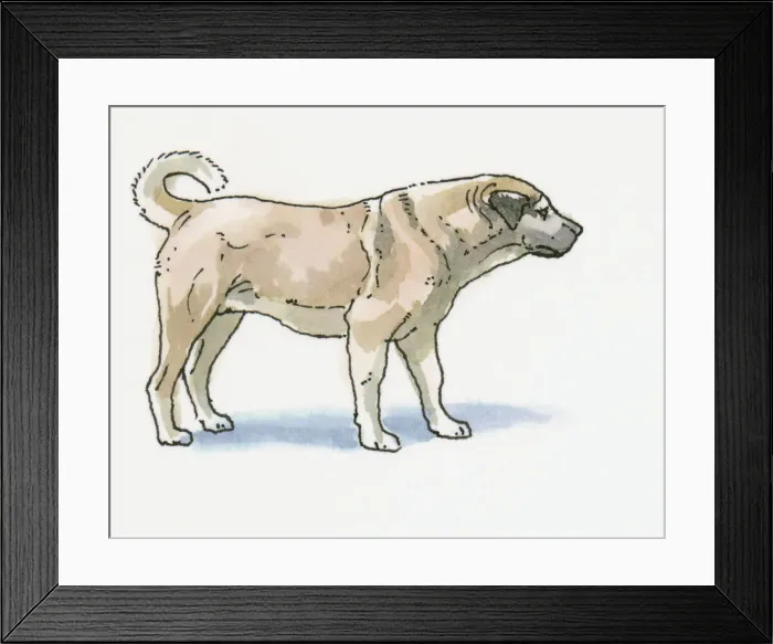 Framed Print : Sivas Kangal Dog Print Framed Print : Sivas Kangal Dog Print