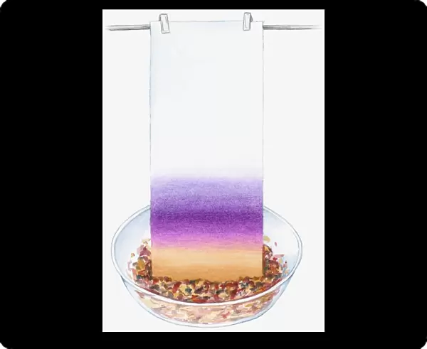 Illustration of colour from mashed petals dyeing blotting paper pale yellow and purple