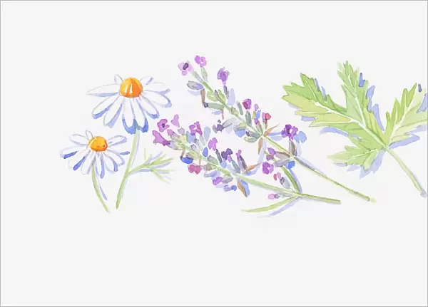 Illustration of lavender stems with flowers, white Roman Chamomile flowers, and geranium leaf