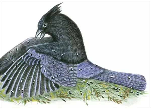 Illustration of North American Stellers Jay (Cyanocitta stelleri) using beak for anting