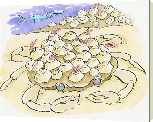 Cartoon of crab, sinking in sand, over-burdened by barnacles on back