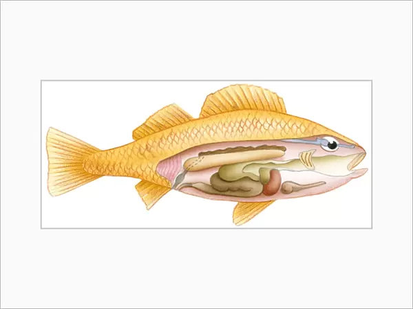 Illustration of fish with cross section showing intestine, swim bladder, heart, liver, and kidney