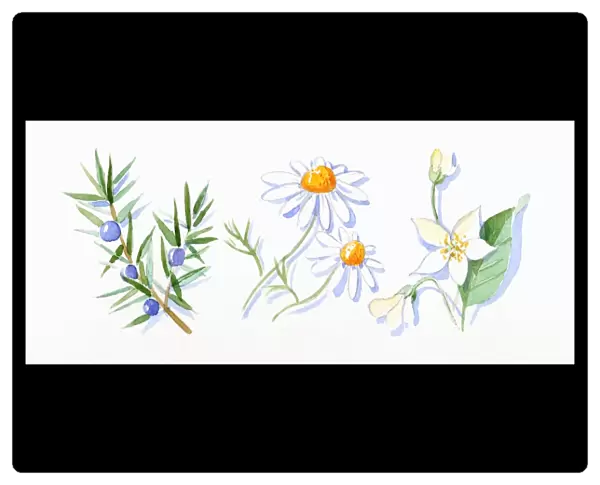 Illustration of Juniper berries and green leaves on stem, German chamomile, and neroli flowers, buds and green leaves on stem