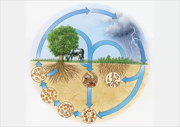 Illustration showing nitrogen and hydrologic cycle