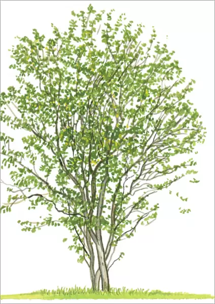 Illustration of Amelanchier alnifolia (Saskatoon Berries), a small tree showing shape of canopy and summer leaves