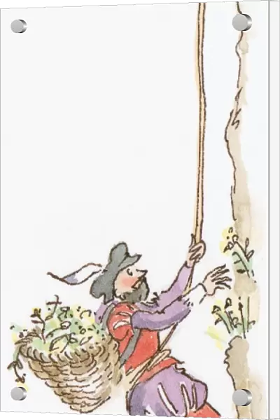 Cartoon of man wearing 16th century costume carrying basket of wildflowers on back and holding rope as he climbs cliff to pick Rock Samphire