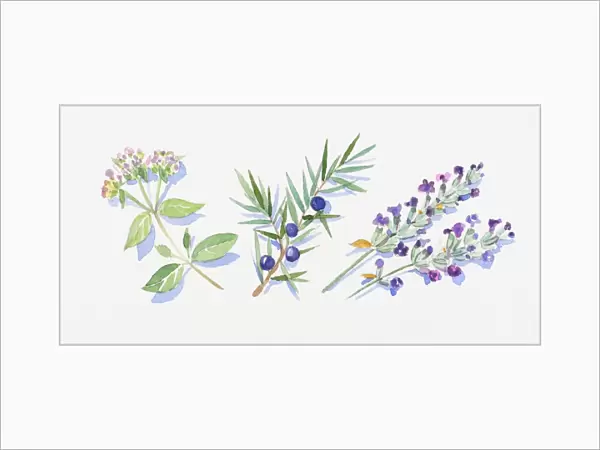Illustration of marjoram leaves and flowers on stem, juniper berries and leaves on stem, and lavender flowers on stem
