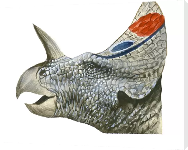 Illustration of Centrosaurus, head in profile showing bony crest, spiked horn above nose, and beak-like mouth