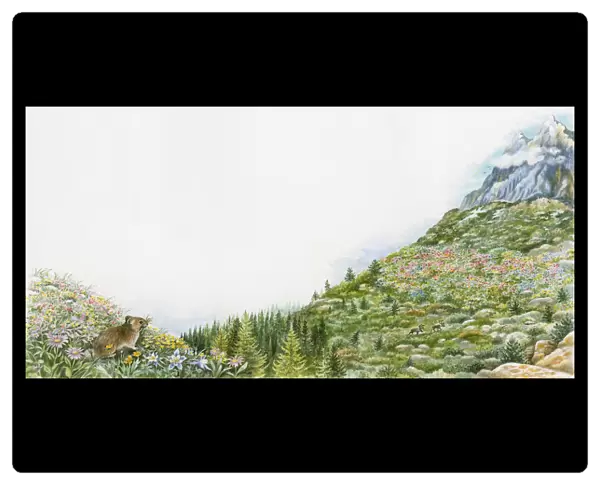 Illustration of tough and hardy plants growing at high altitude with snow-covered mountain in background