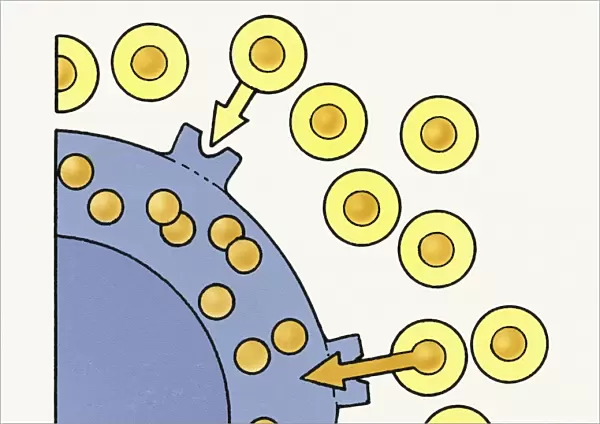 Illustration showing excess Cholesterol in bloodstream over-saturating body cells
