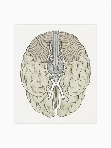 Illustration of cranial nerves of human brain