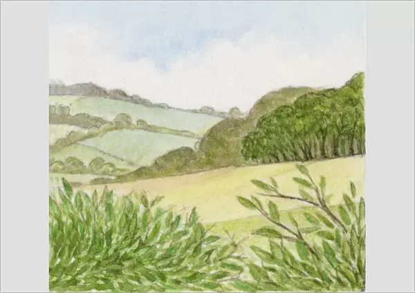 Illustration of wood at edge of countryside