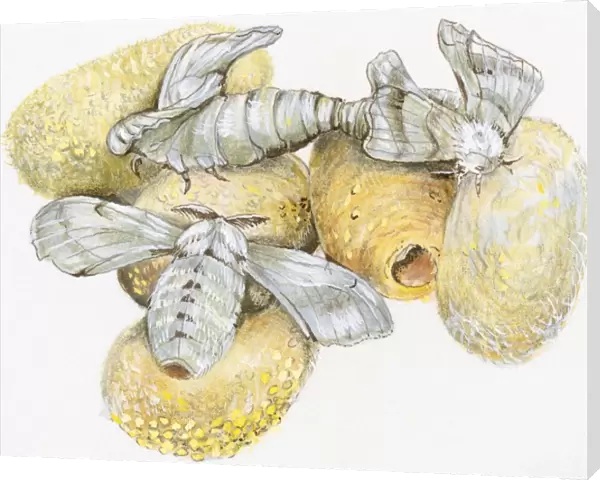 Illustration of Silkworm (Bombyx mori) pupa hatching from raw silk cocoon