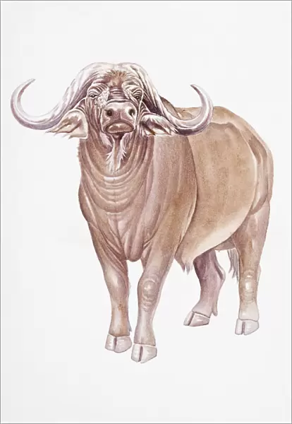 Digital illustration of African Buffalo (Syncerus caffer), a large, horned bovid