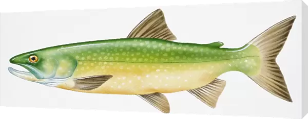 Digital illustration of Lake Trout (Salvelinus namaycush), a freshwater fish