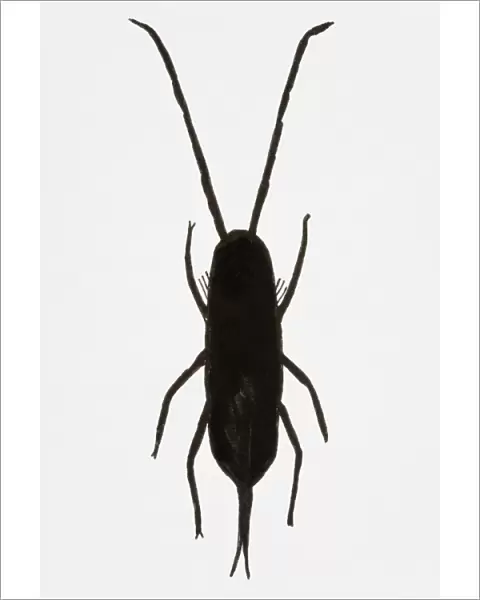 Black and white illustration of Springtail (Collembola)