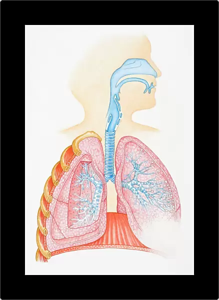 Illustration of human respiratory system showing oral cavity, and nasal cavity, larynx, trachea, bronchus, and lungs