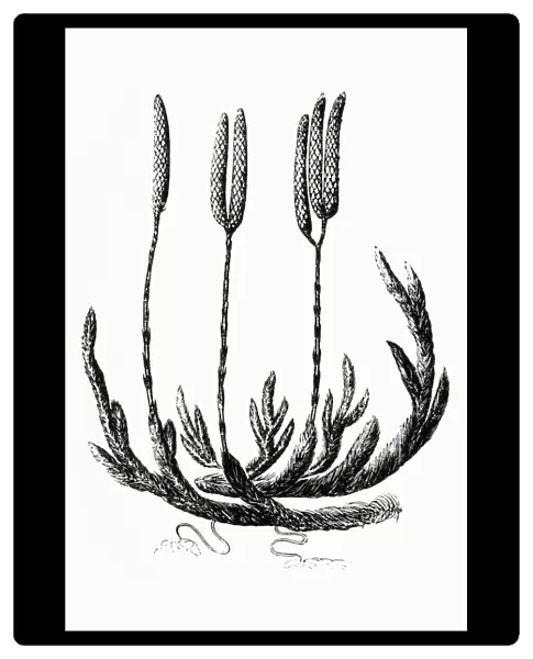Black and white illustration of Lycopodium clavatum (Club moss)