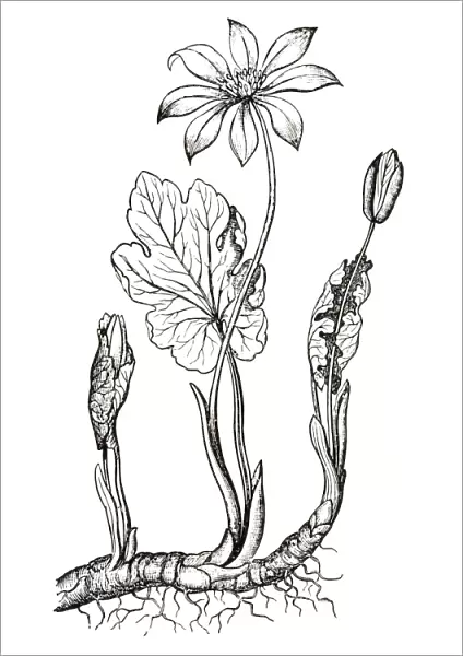 Black and white illustration of Sanguinaria canadensis (Blood root), buds, flowers and leaves