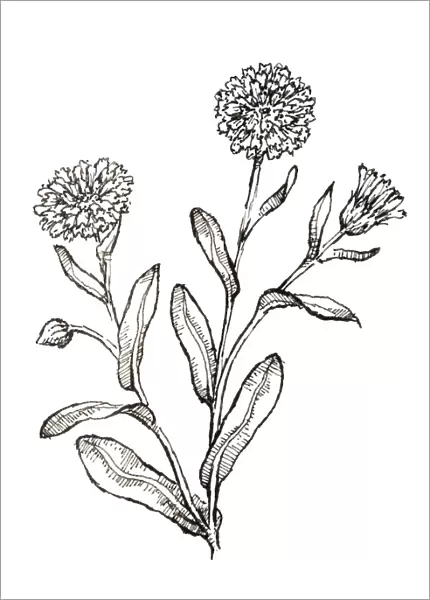 Black and white illustration of Calendula officinalis (Pot Marigold), plant with edible leaves and flowers