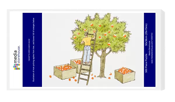 Illustration of man picking apples from tree, and boxes full of oranges below