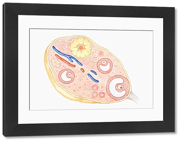 Cross section illustration of human ovary
