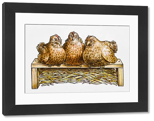 Three hens side by side on a hen perch, straw underneath