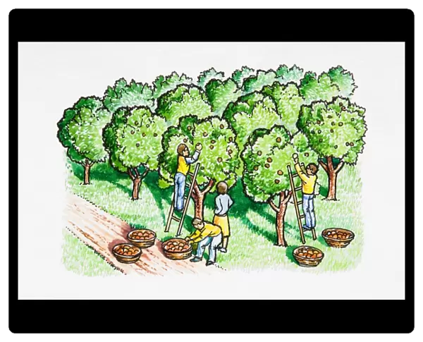 Four people harvesting apples in orchard