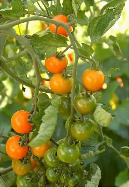 Tomato plant, close up