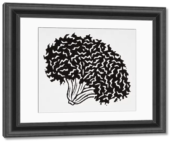 Black and white illustration of curly lettuce head