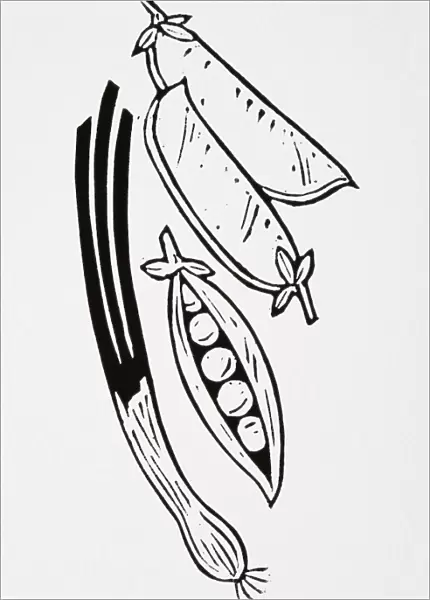 Black and white illustration of pea pods and spring onion