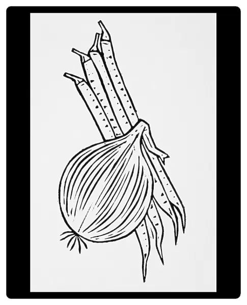 Black and white illustration of onion and runner beans