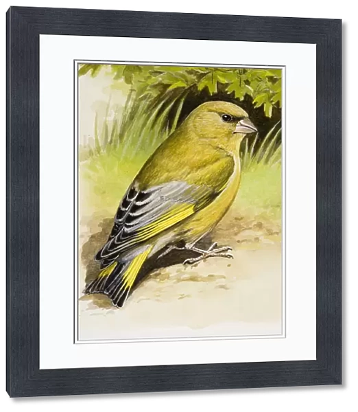 Greenfinch (Carduelis chloris), sitting on the ground, side view