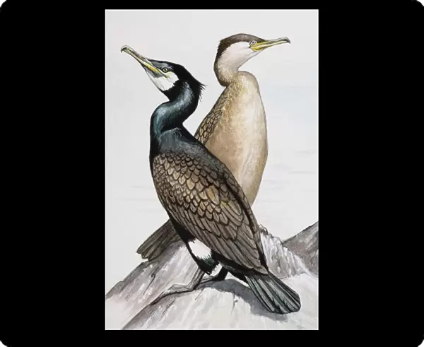 Two Great cormorants (Phalacrocorax carbo), looking in opposite directions, perching on rock by sea