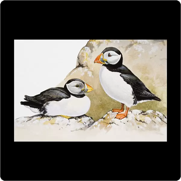 Atlantic puffins (Fratercula arctica), one seated and the other standing, side view