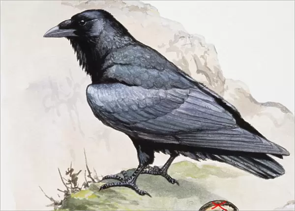 Raven (Corvus corax) perching on cliff edge, side view