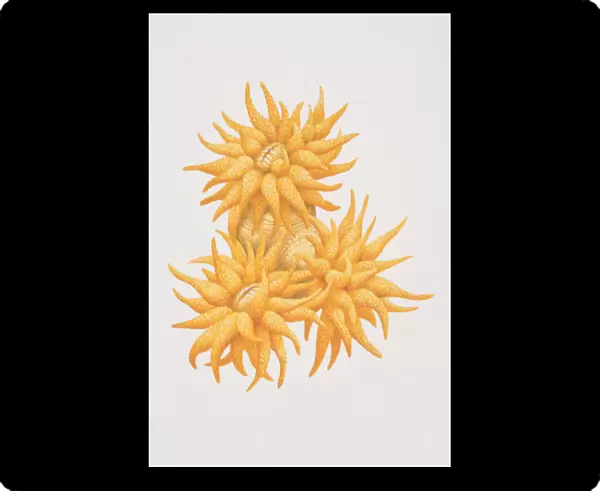 Golden Tubastrea (Tubastrea aurea), bright colored orange coral