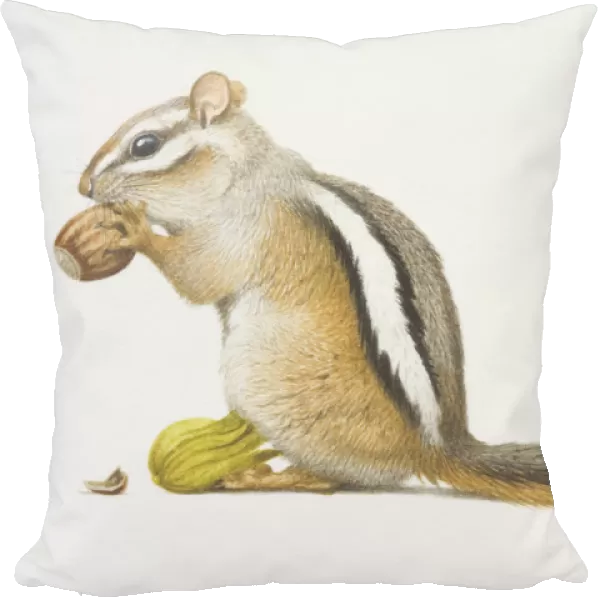 Least chipmunk (Tamias minimus), small squirrel-like rodent feeding on nut
