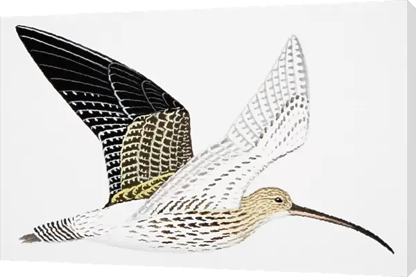 Curlew (Numenius arquata), adult