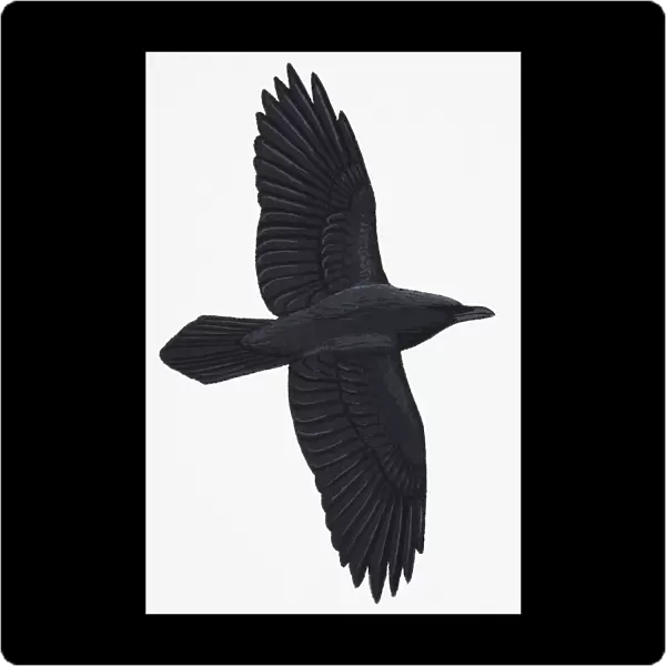 Raven (Corvus corax), adult