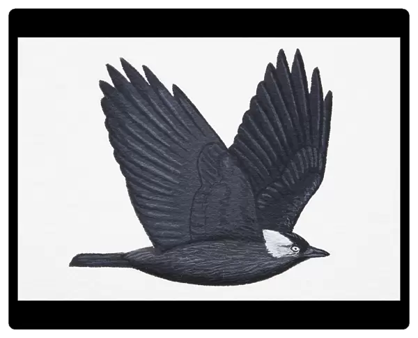 Jackdaw (Corvus monedula), adult