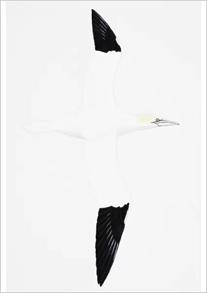 Gannet (Morus bassanus), adult during breeding season, head brushed with delicate yellow