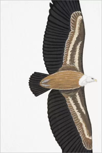 Griffon Vulture (Gyps fulvus), adult, underside
