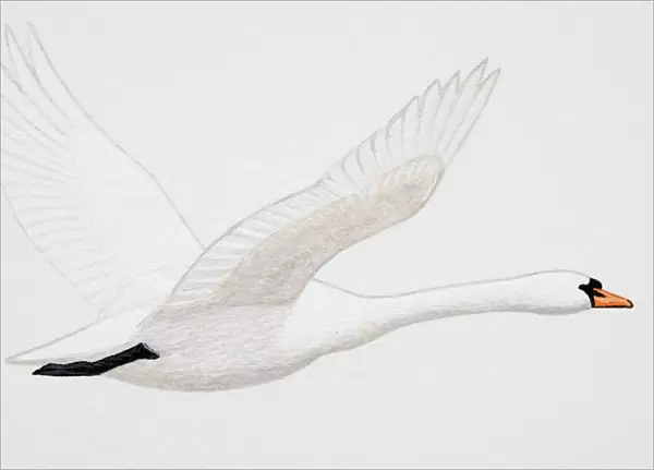 Mute Swan (Cygnus olor), adult