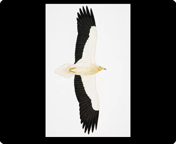Egyptian Vulture Neophron percnopterus), adult