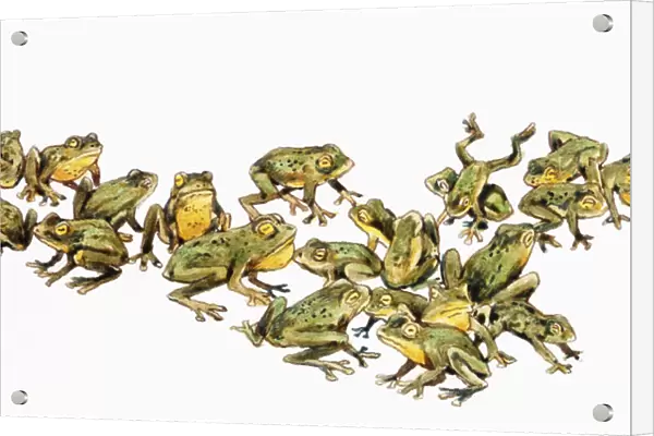 Large adult group of frogs, with green and yellow skin