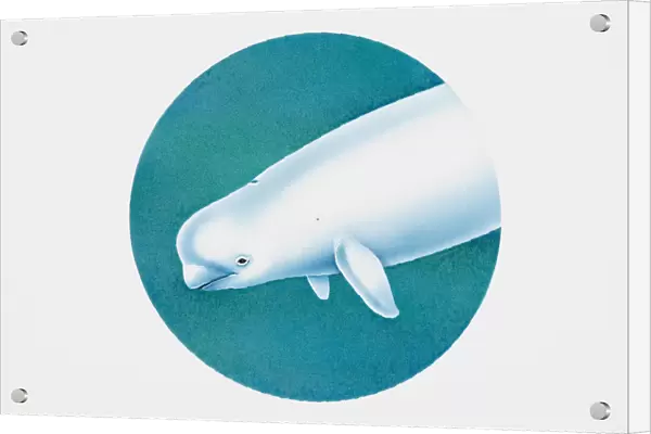 Beluga (Delphinapterus leucas), or white whale, head